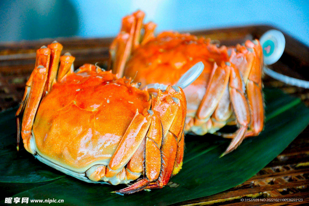 大闸蟹高清摄影素材