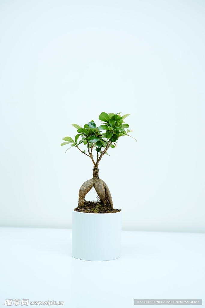 榕树