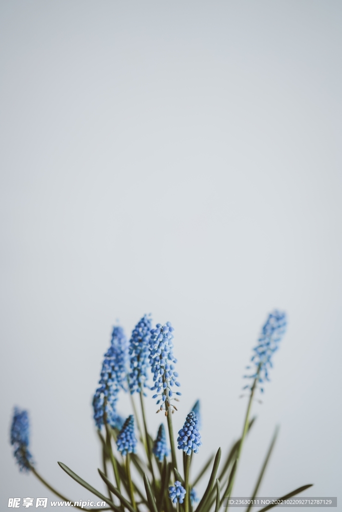 薰衣草