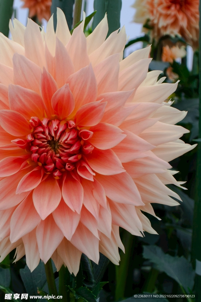 鲜花