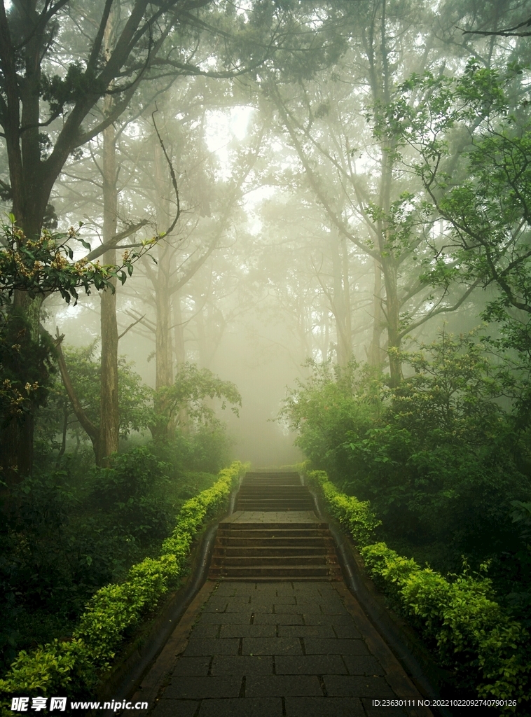 树林