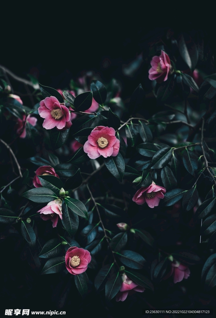 鲜花特写