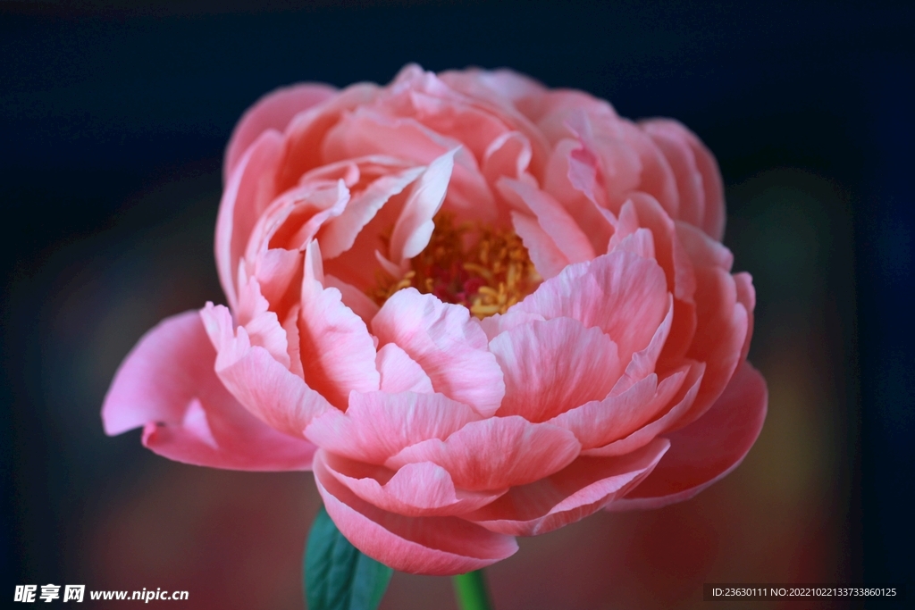 鲜花特写