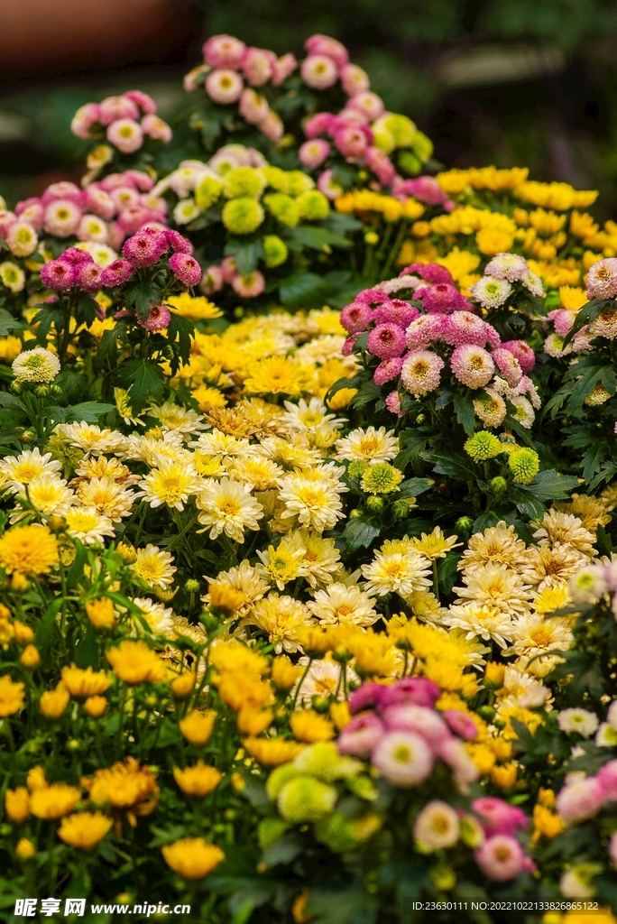 鲜花盛开