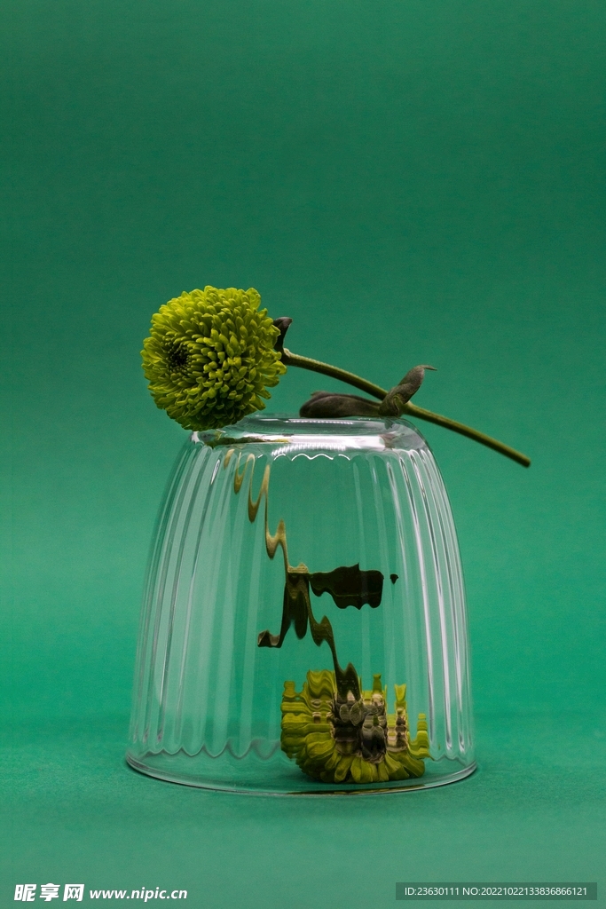 绿色菊花
