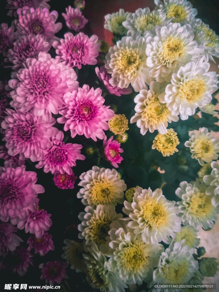 菊花