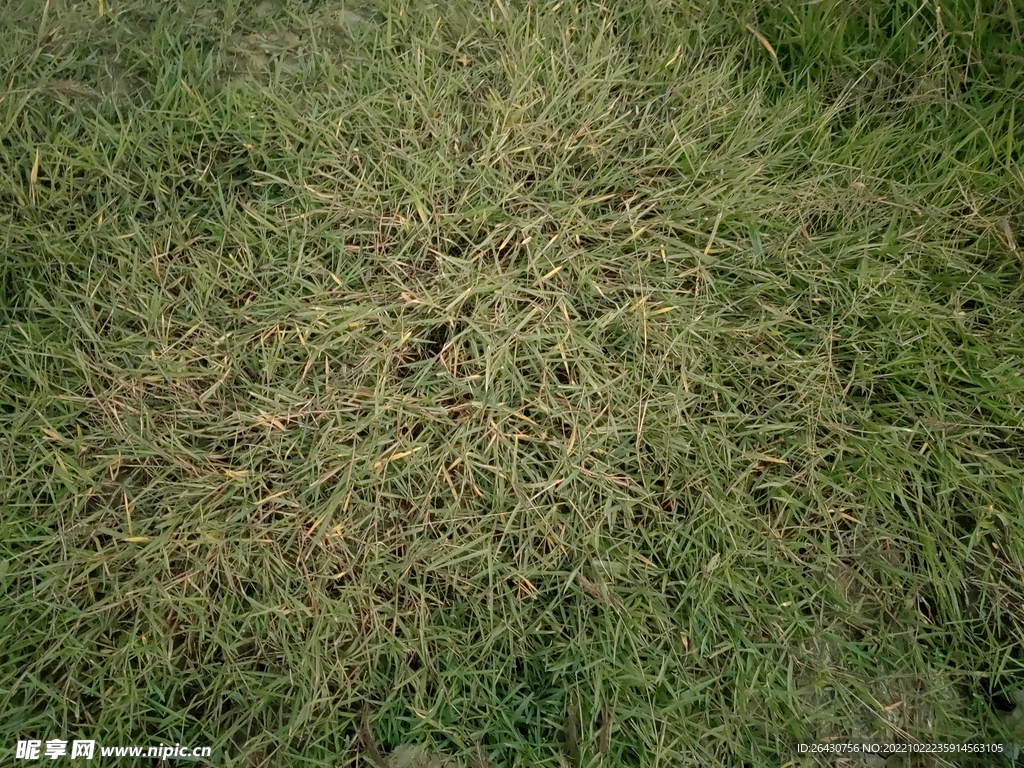 狗牙根小草