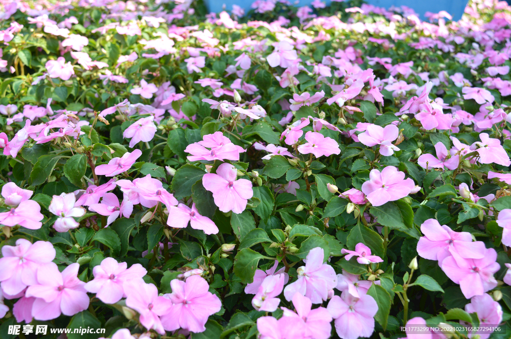 花