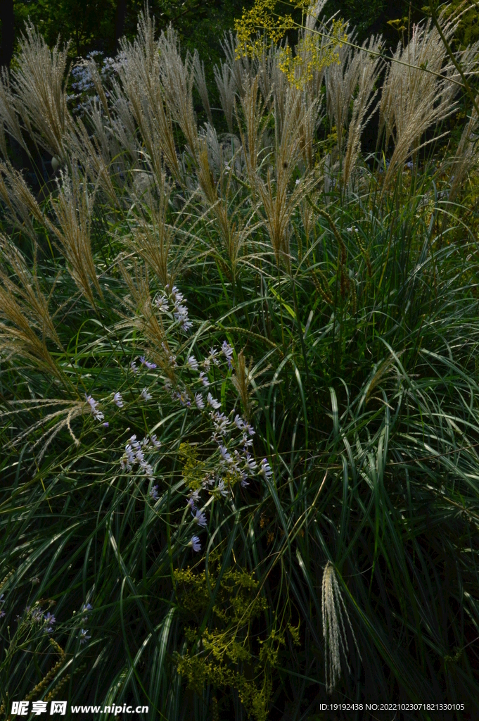 芒草风景 