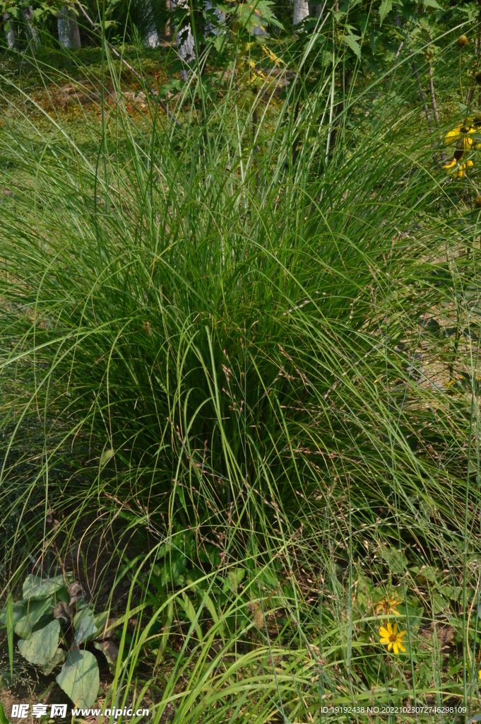  青草  