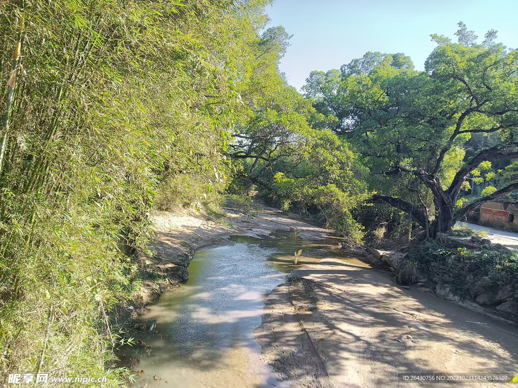河边榕树