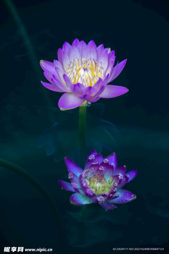 荷花