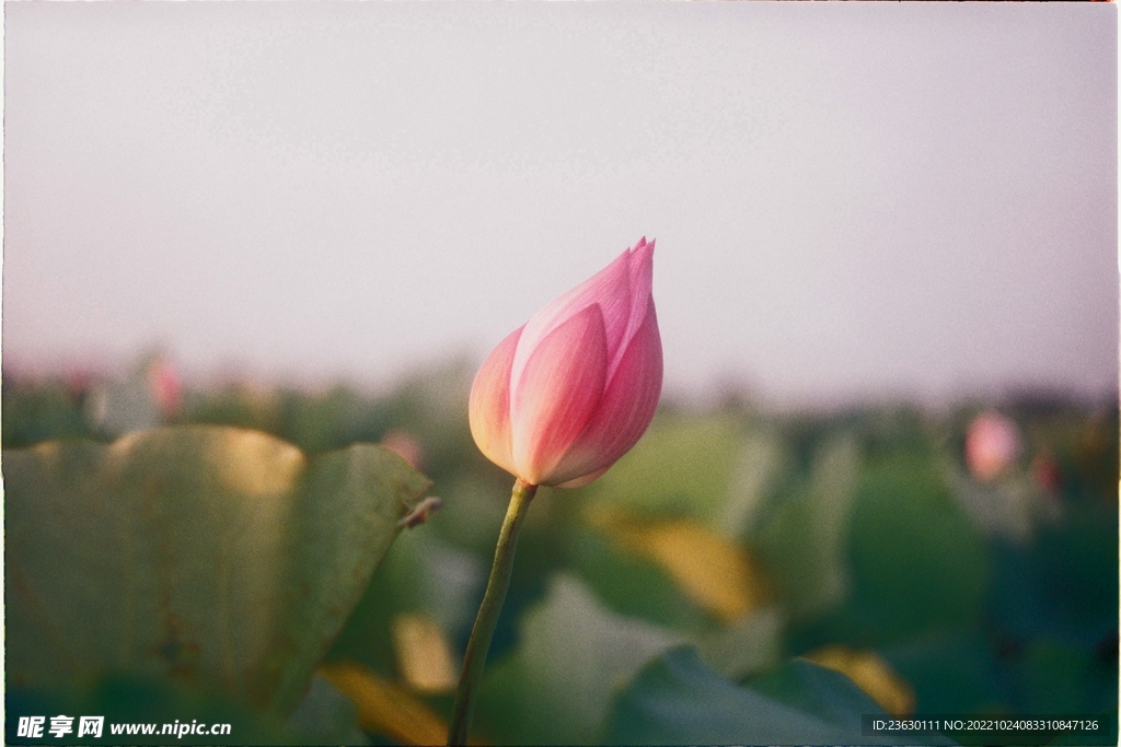 荷花