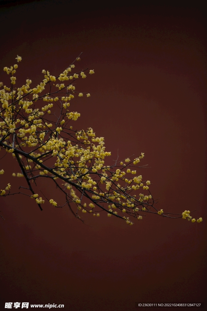 梅花