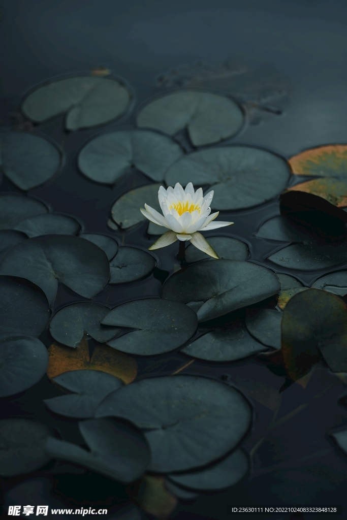 荷花