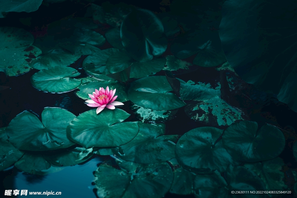 荷花