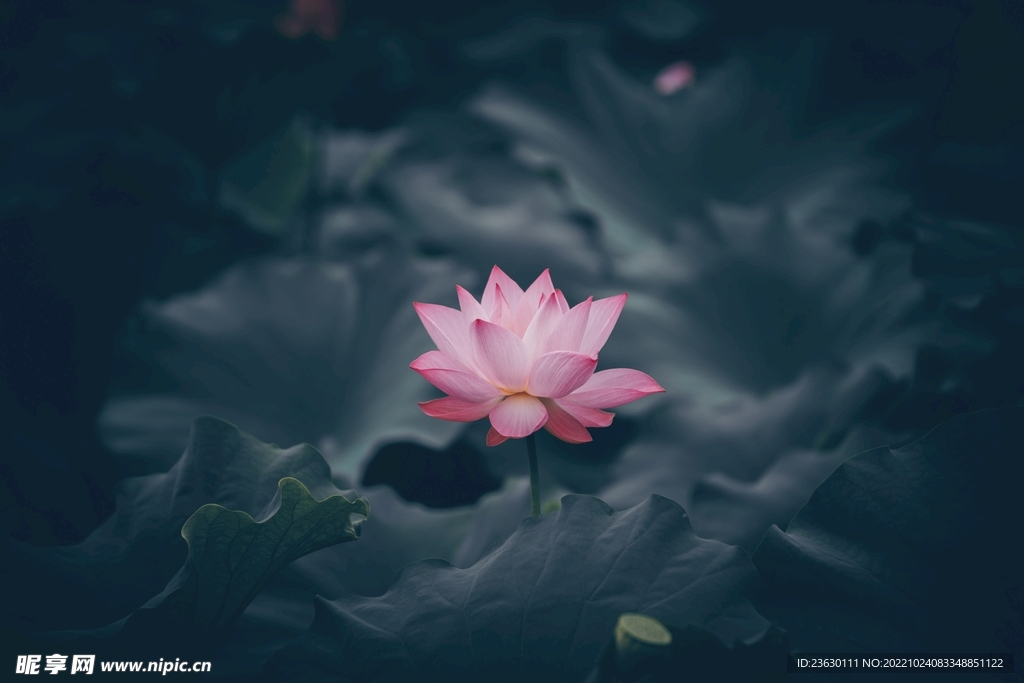 荷花