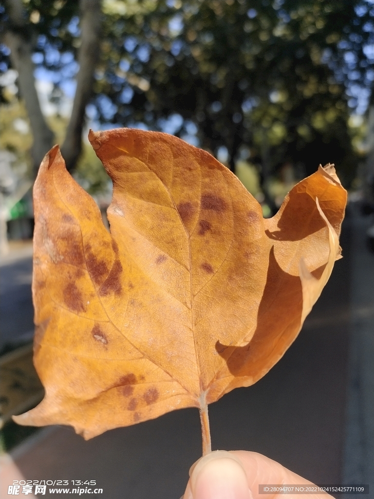 枫叶