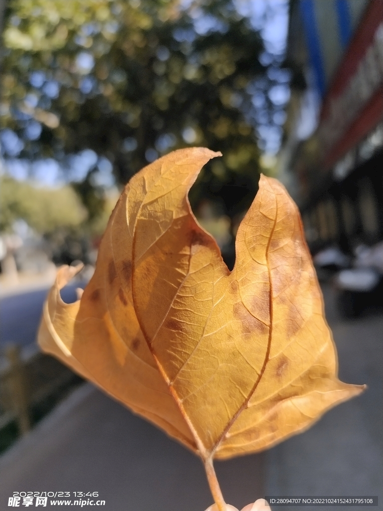 枫叶