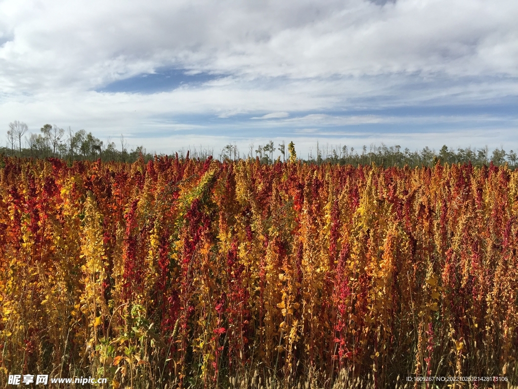 藜麦地麦田麦地