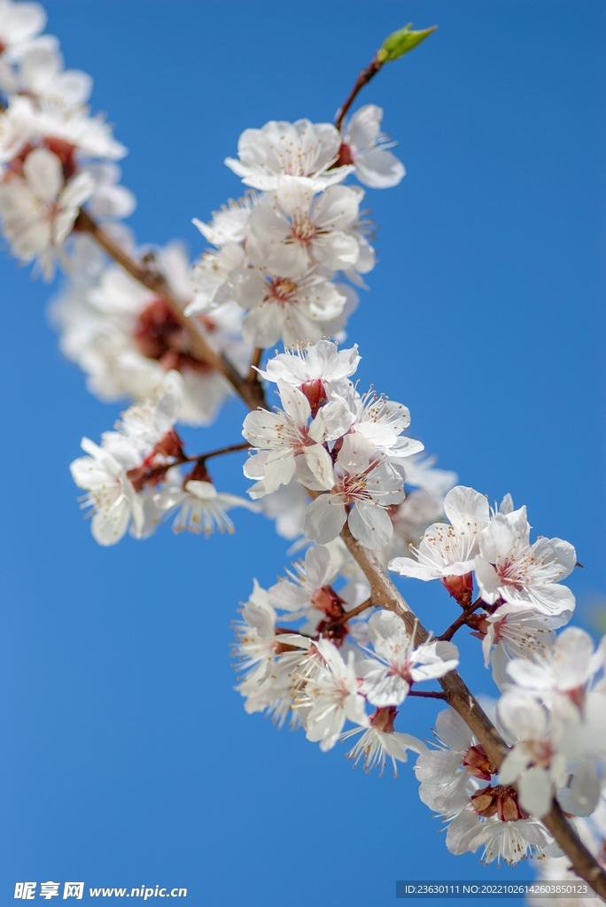 梅花