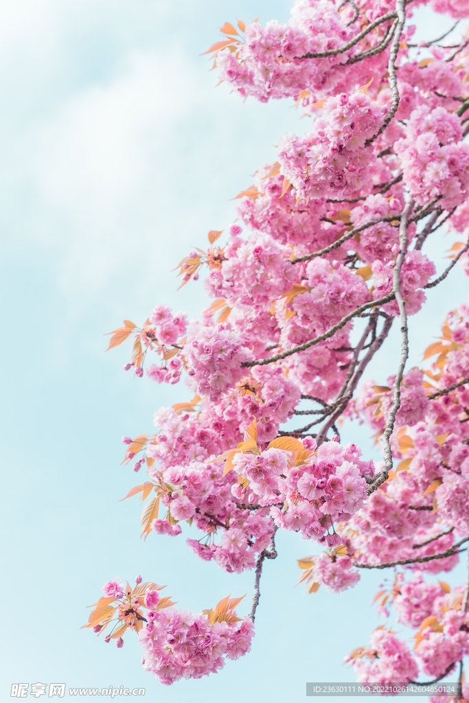梅花