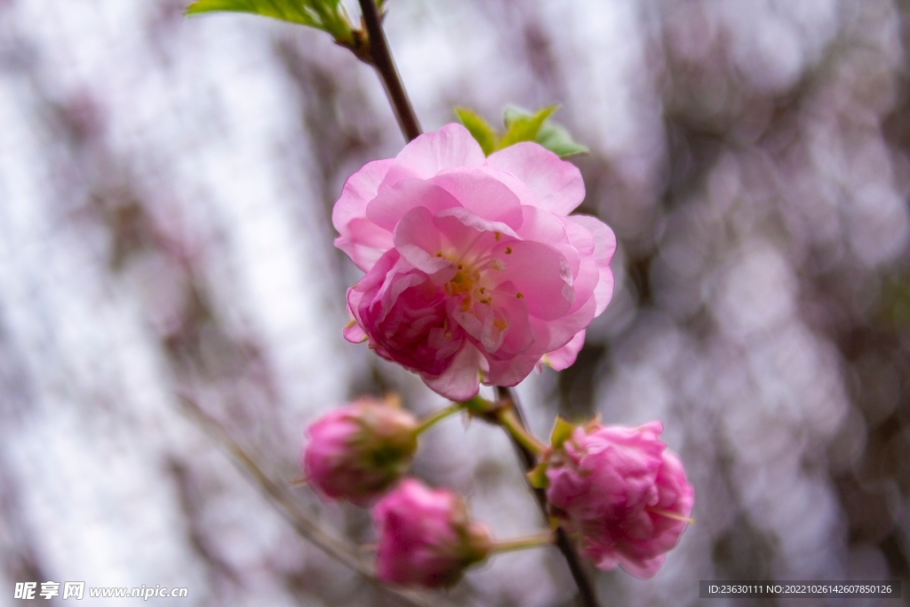 梅花
