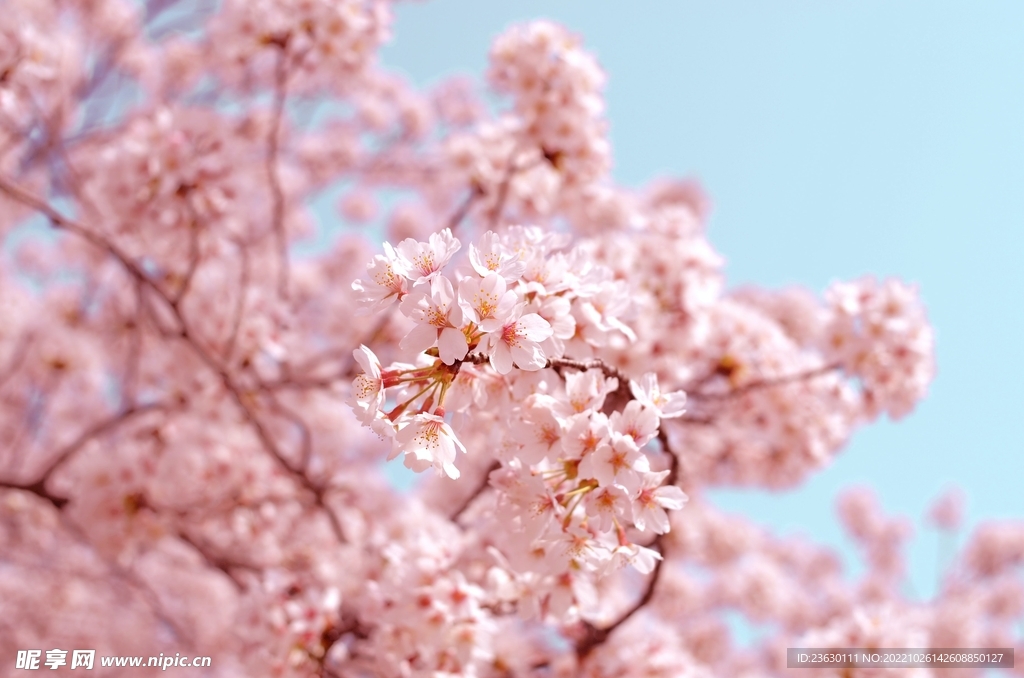 梅花