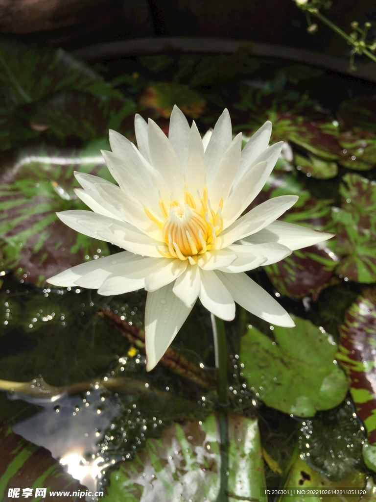 出水芙蓉