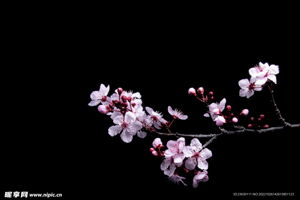 梅花花枝