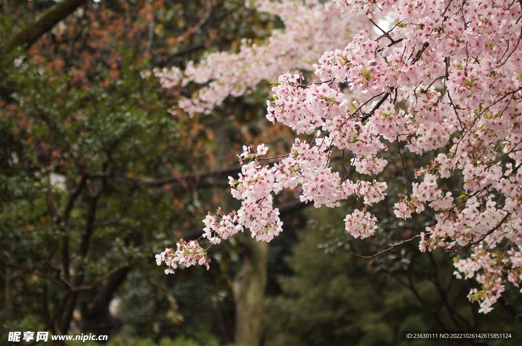 梅花