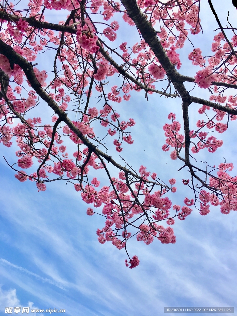 梅花