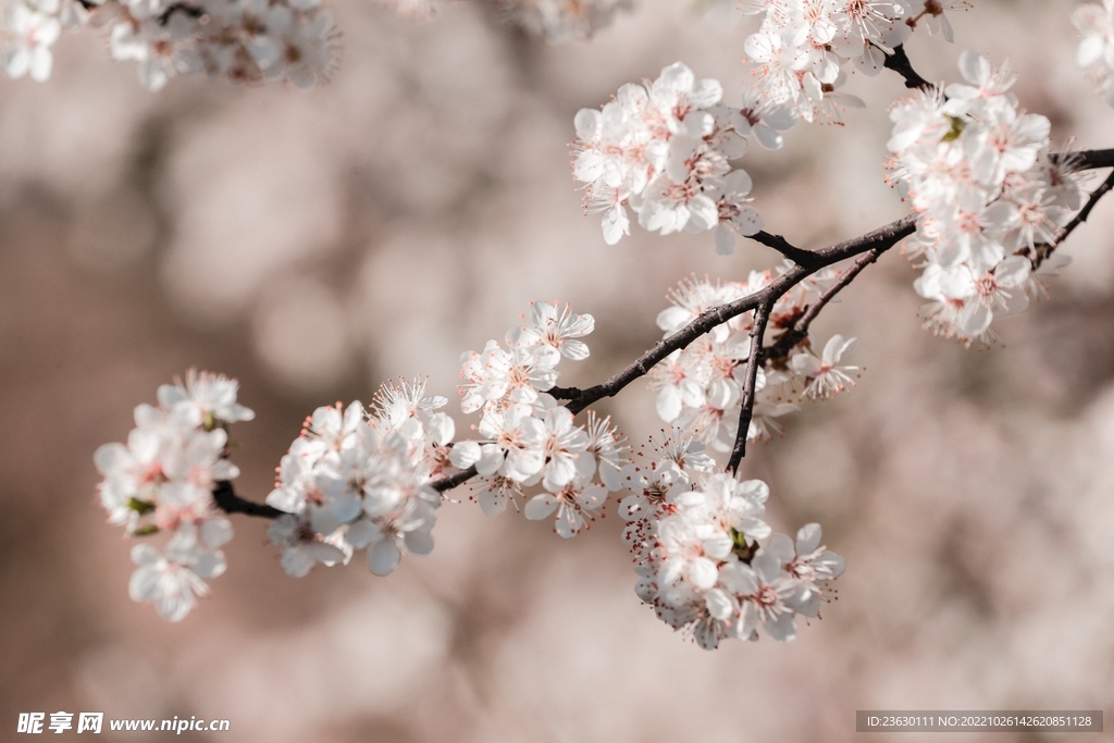 梅花