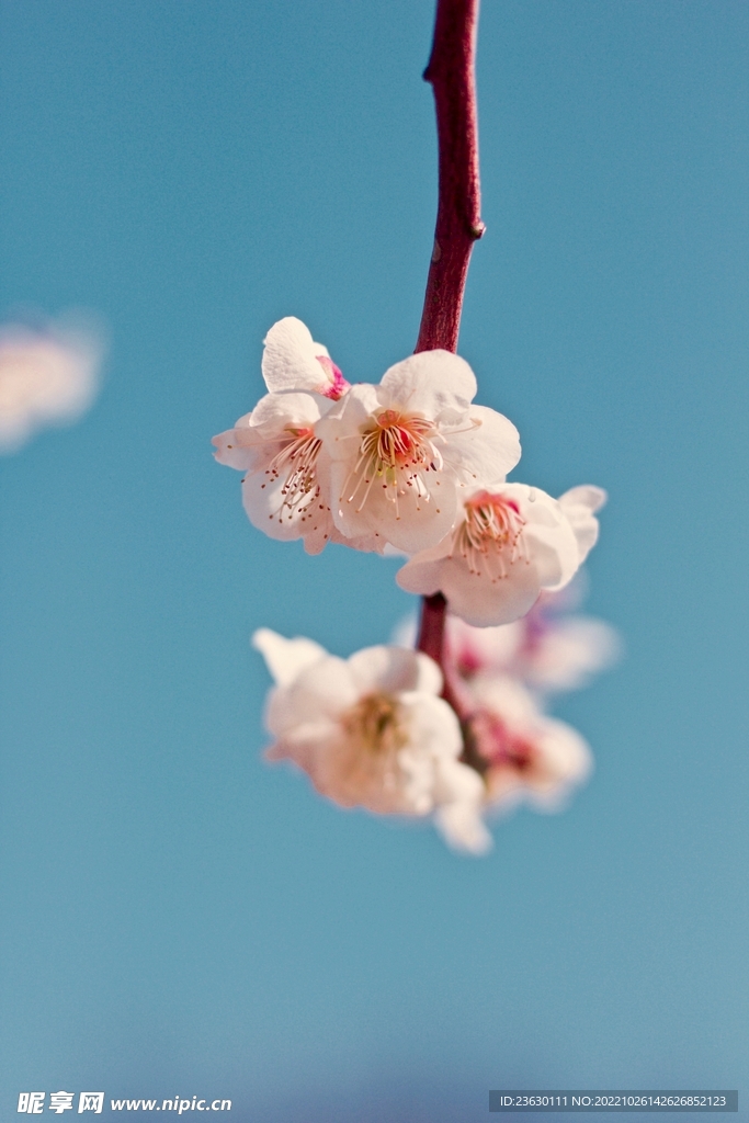 梅花