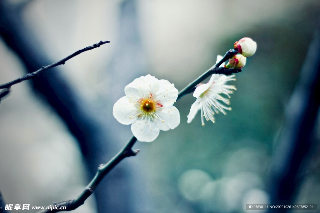 梅花