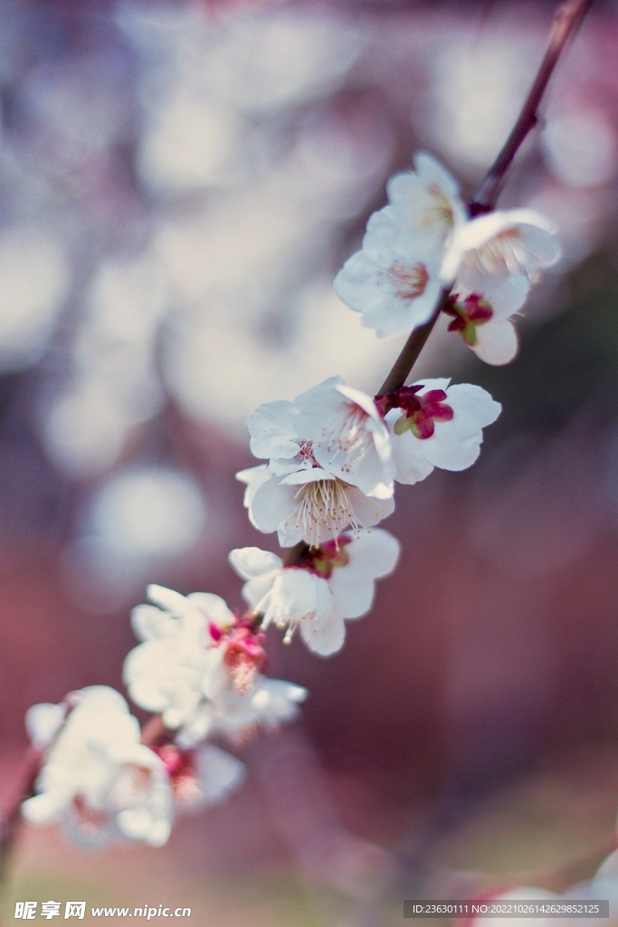 梅花