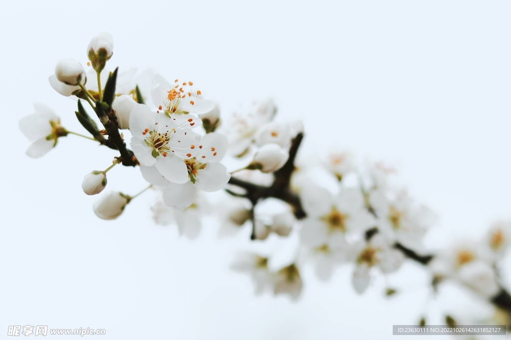 梅花