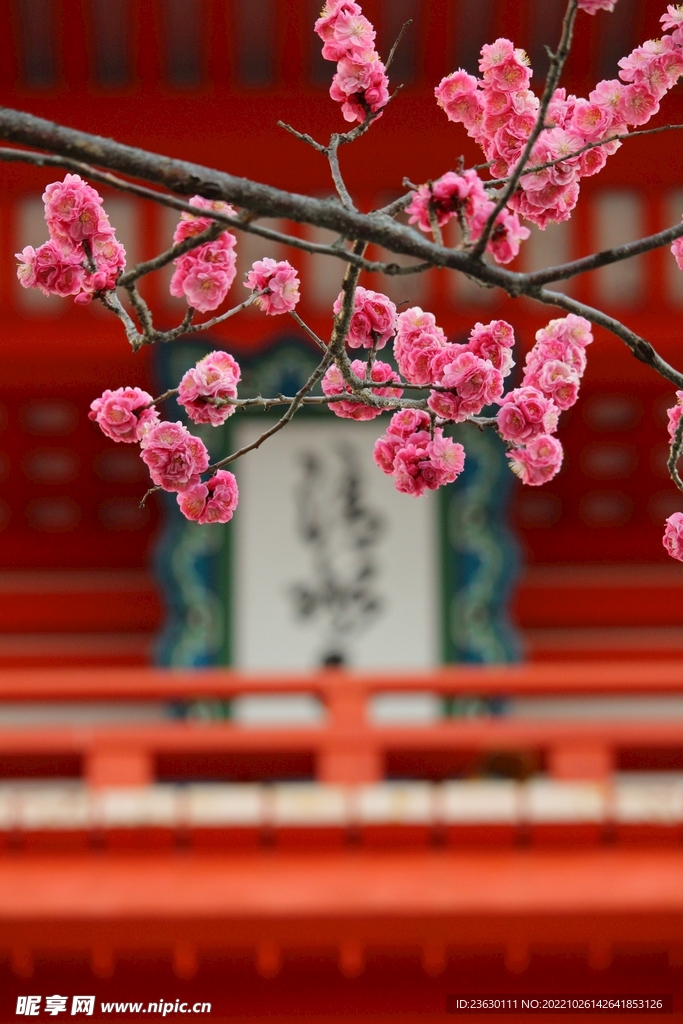 梅花