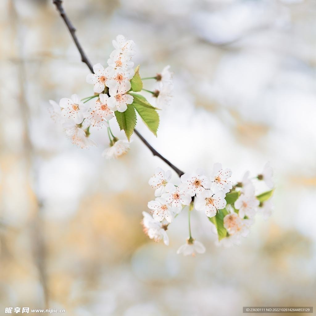 梅花