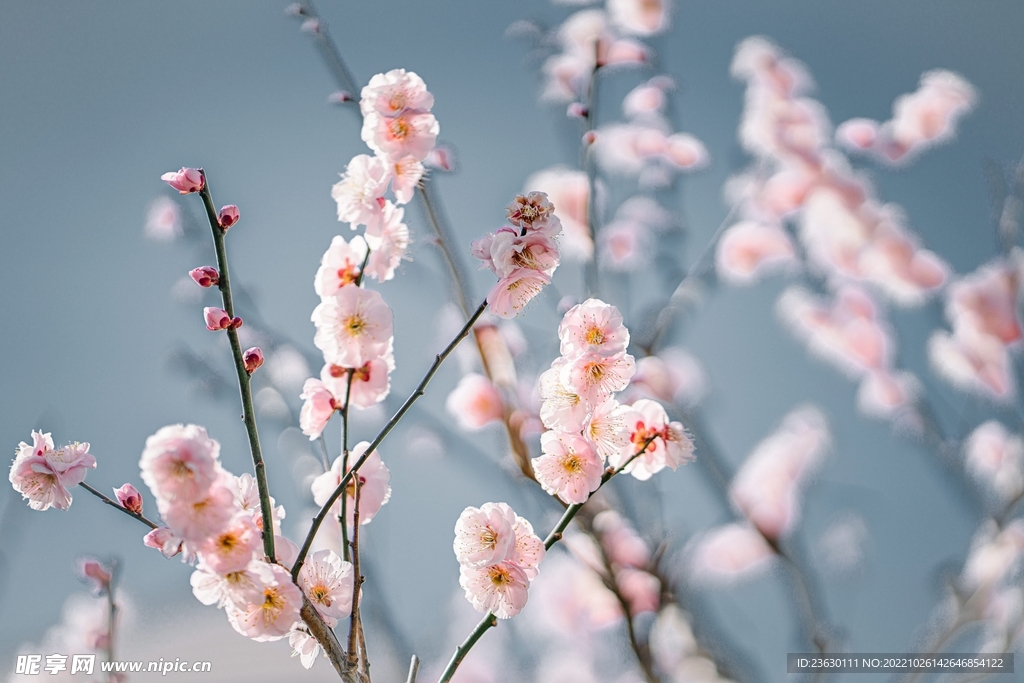梅花