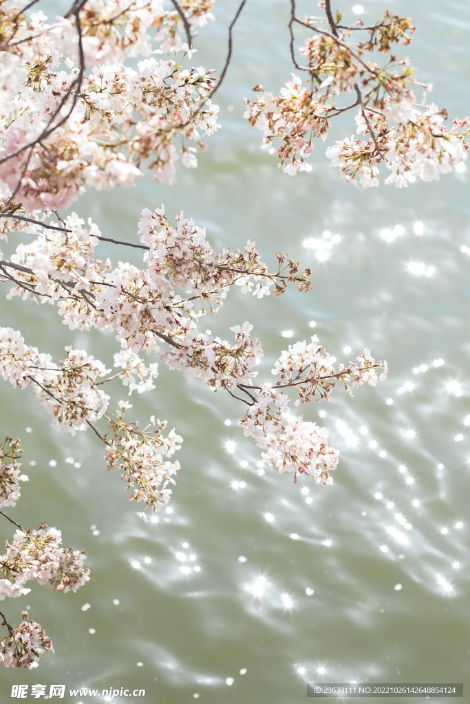梅花