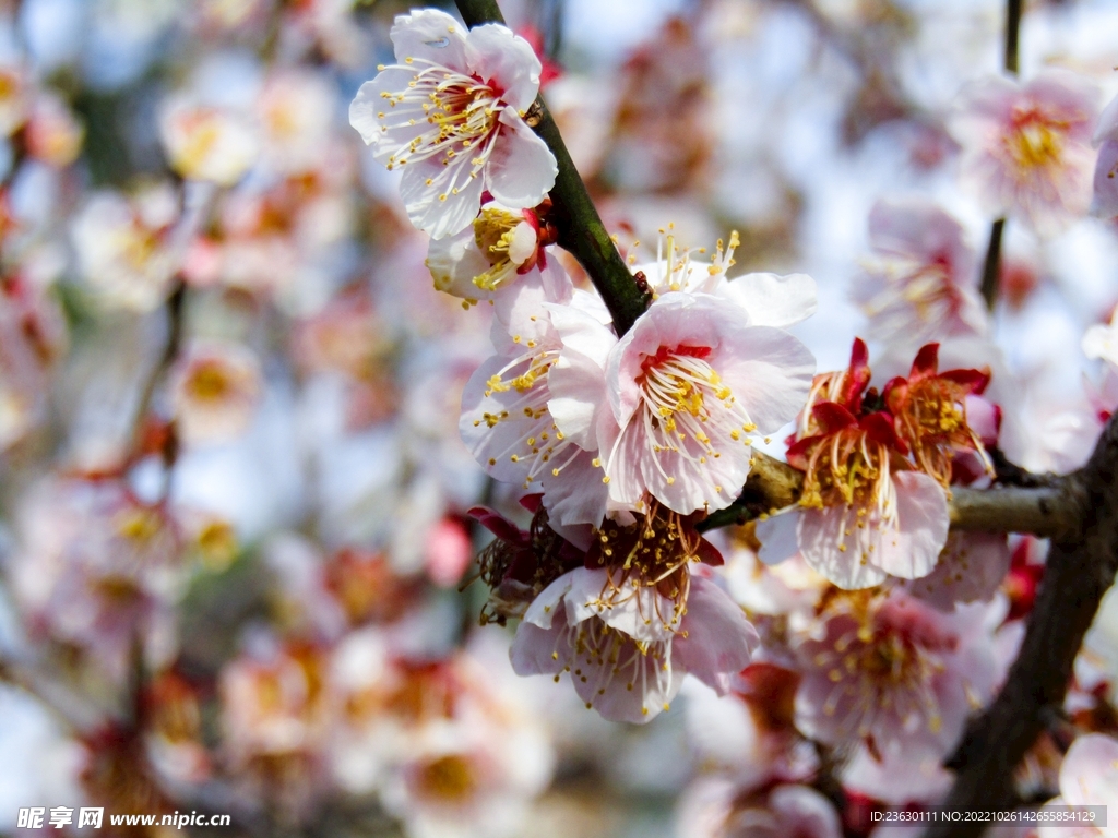 梅花