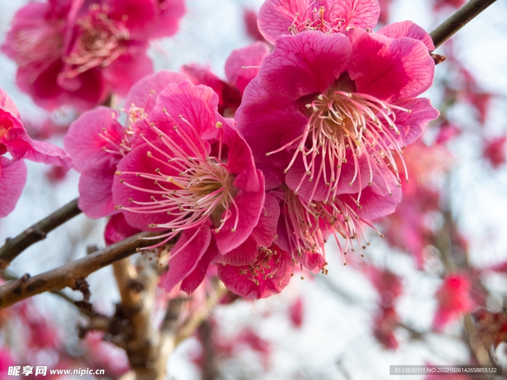 梅花
