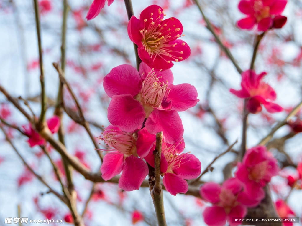 红色梅花