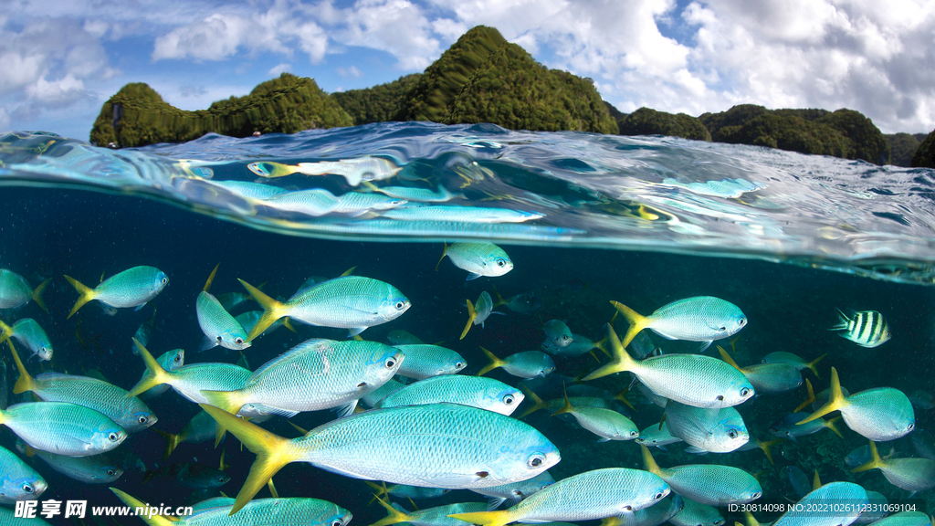 海底鱼群