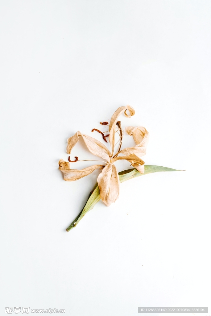 枯萎的百合花摄影
