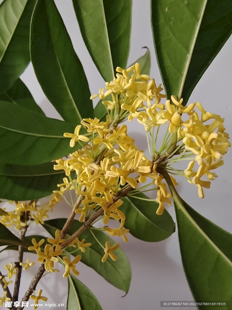 桂花