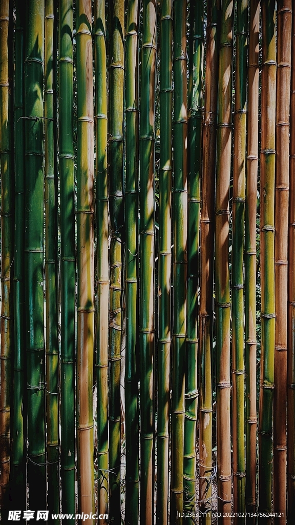 竹竿