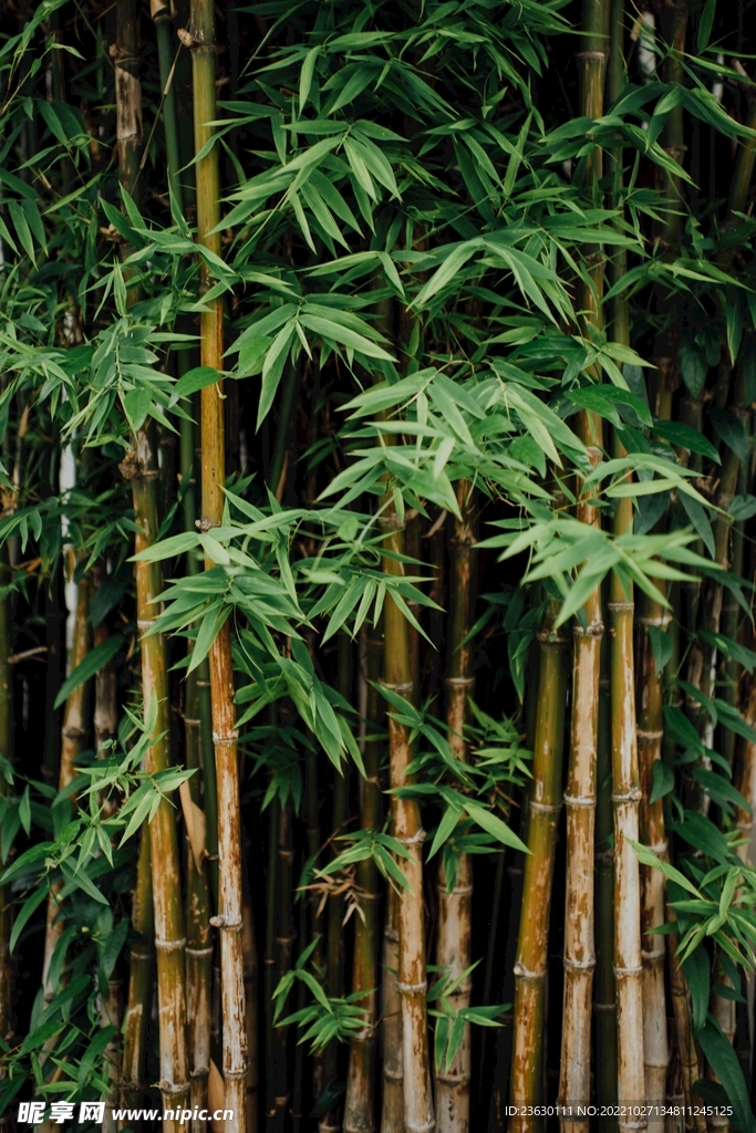 竹林