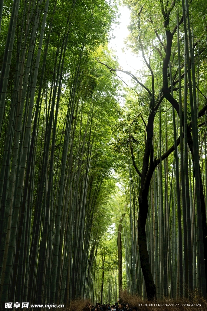 竹林